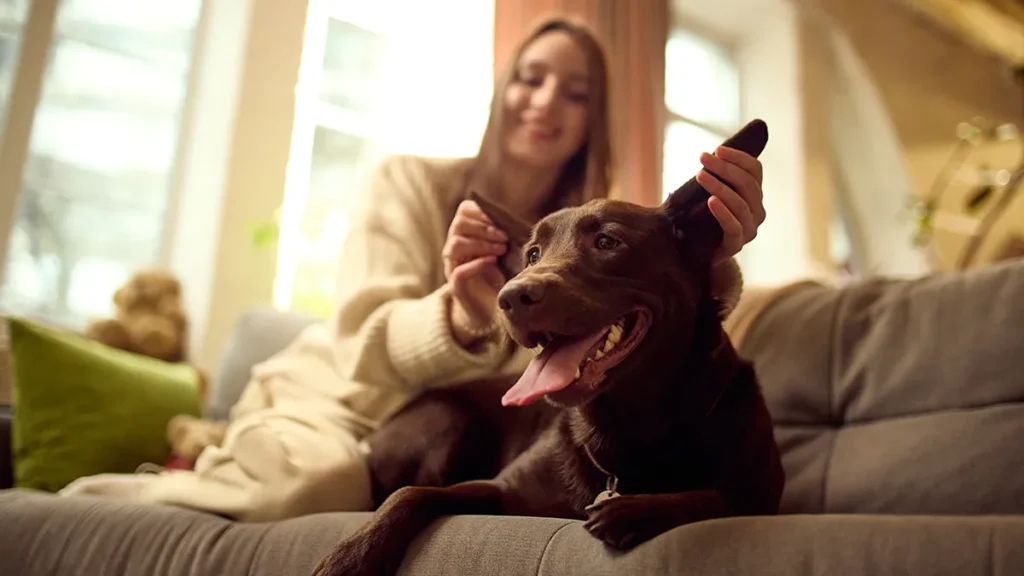 Dog receiving care on sofa at home from owner.