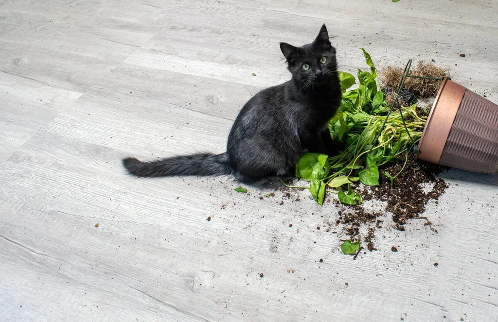 A black cat with a knocked over potted plant